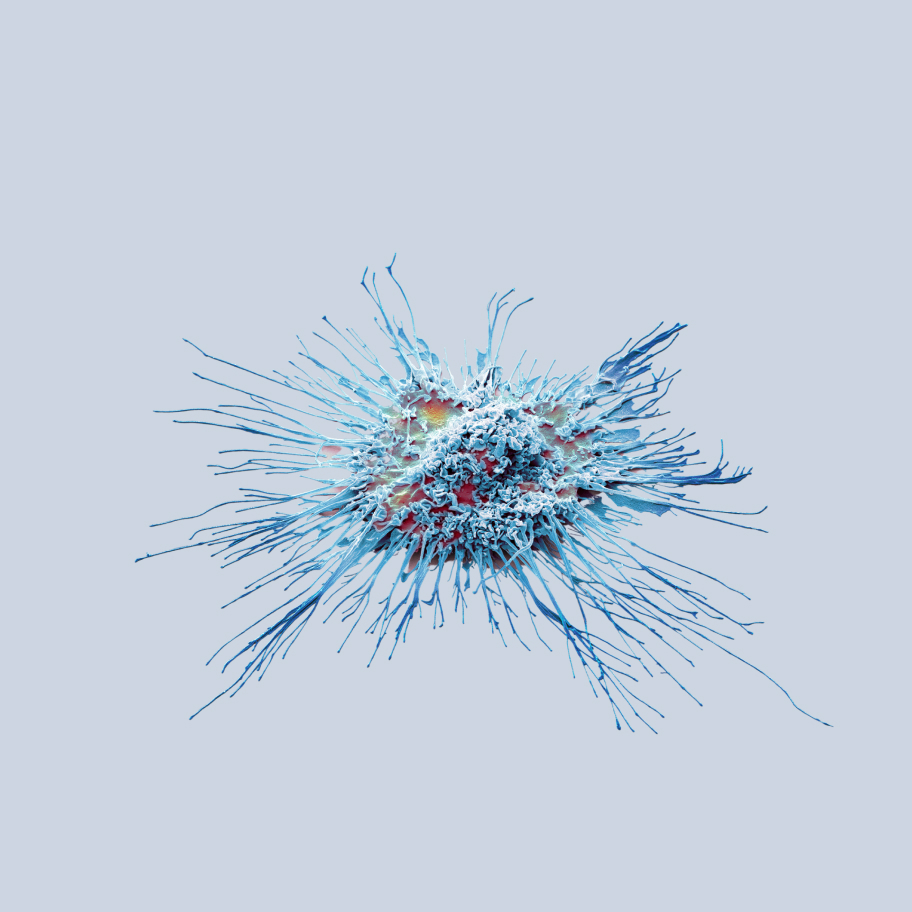 Blue amoeba
